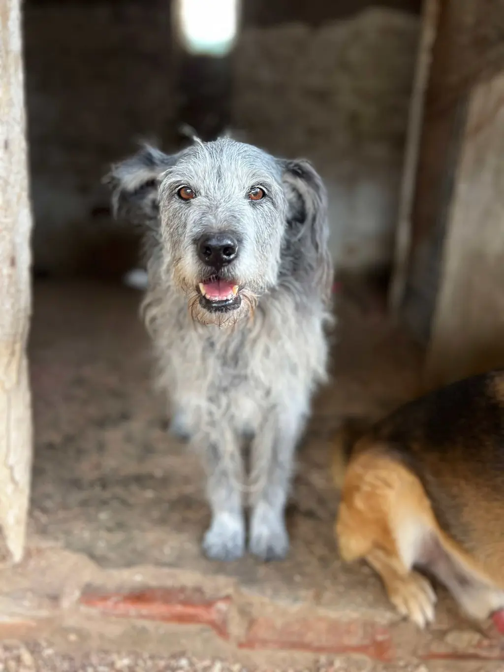 Cão