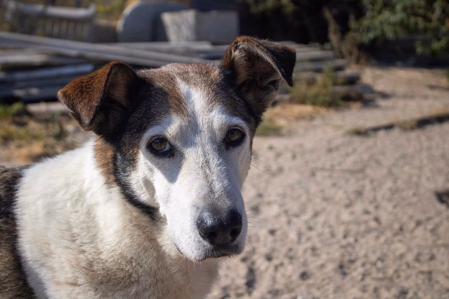 Senior Dog Adoption