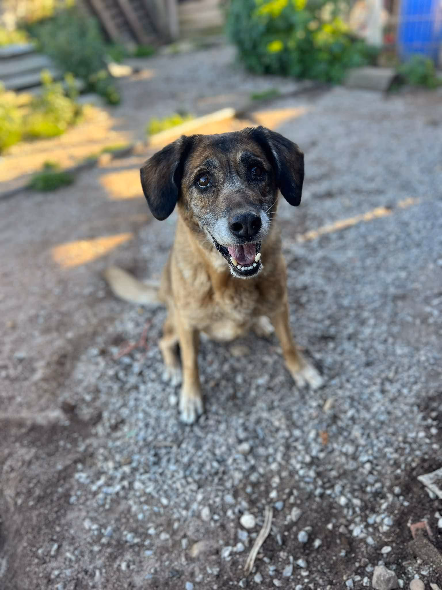 Dog