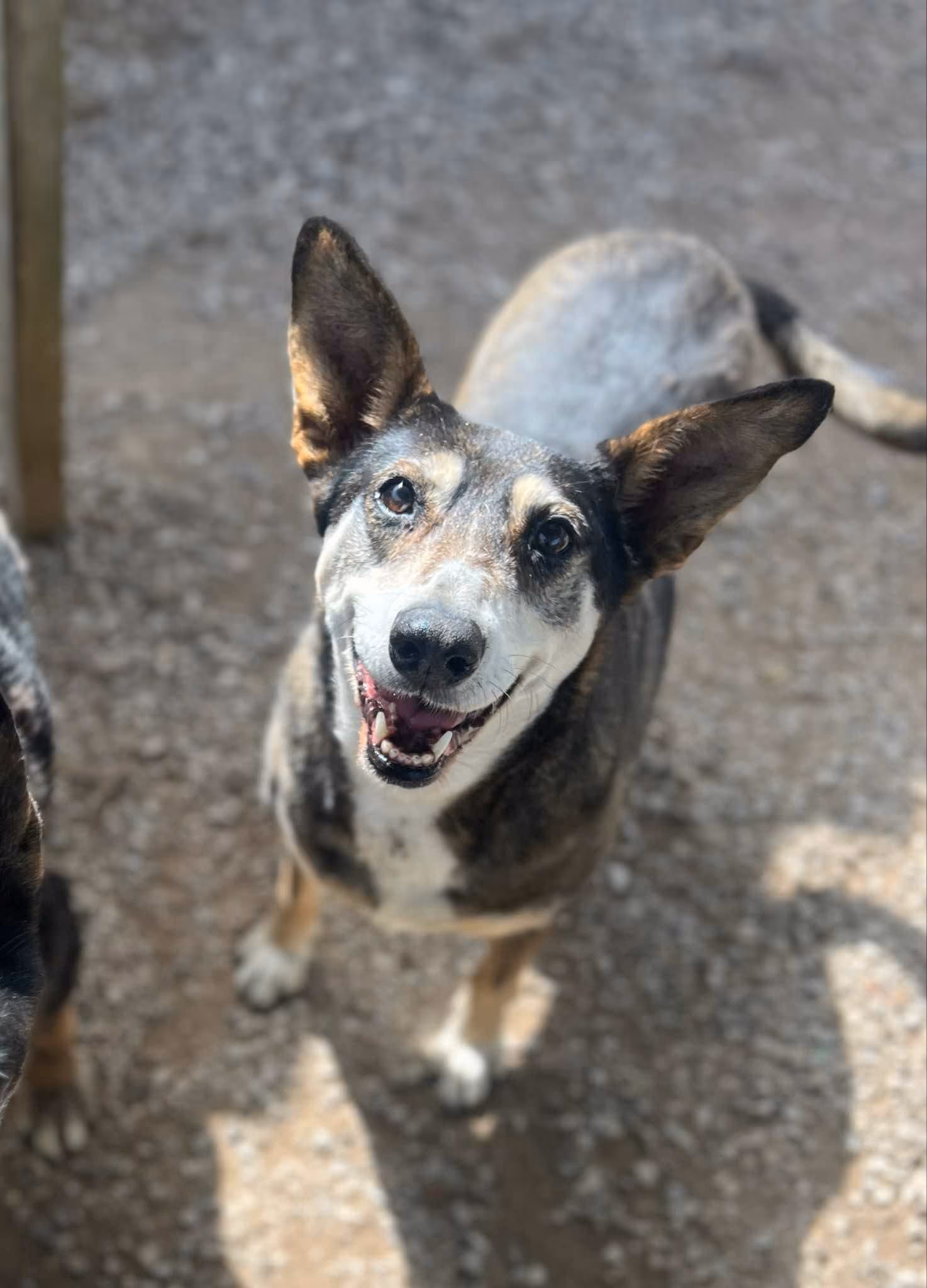 Dog