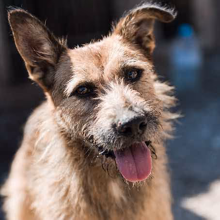 Dog